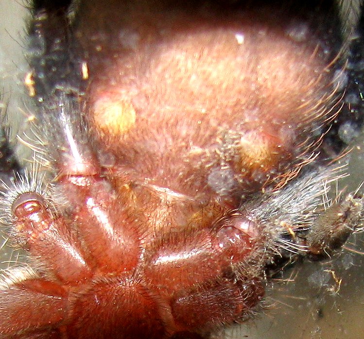 B. vagans