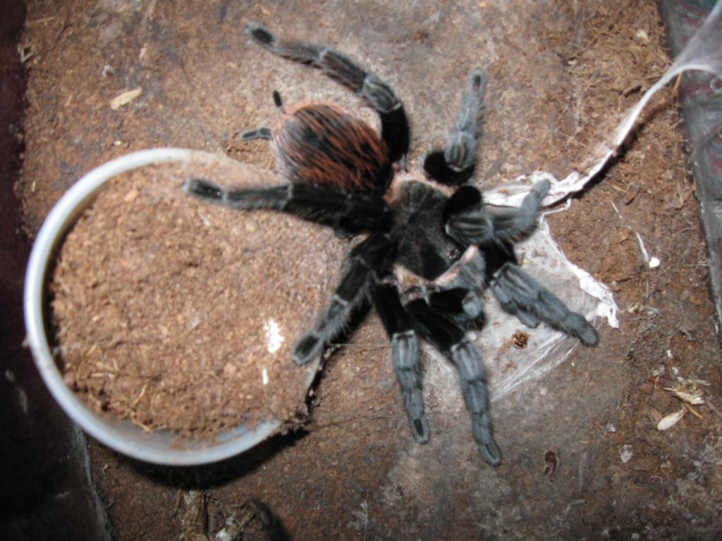 B. vagans