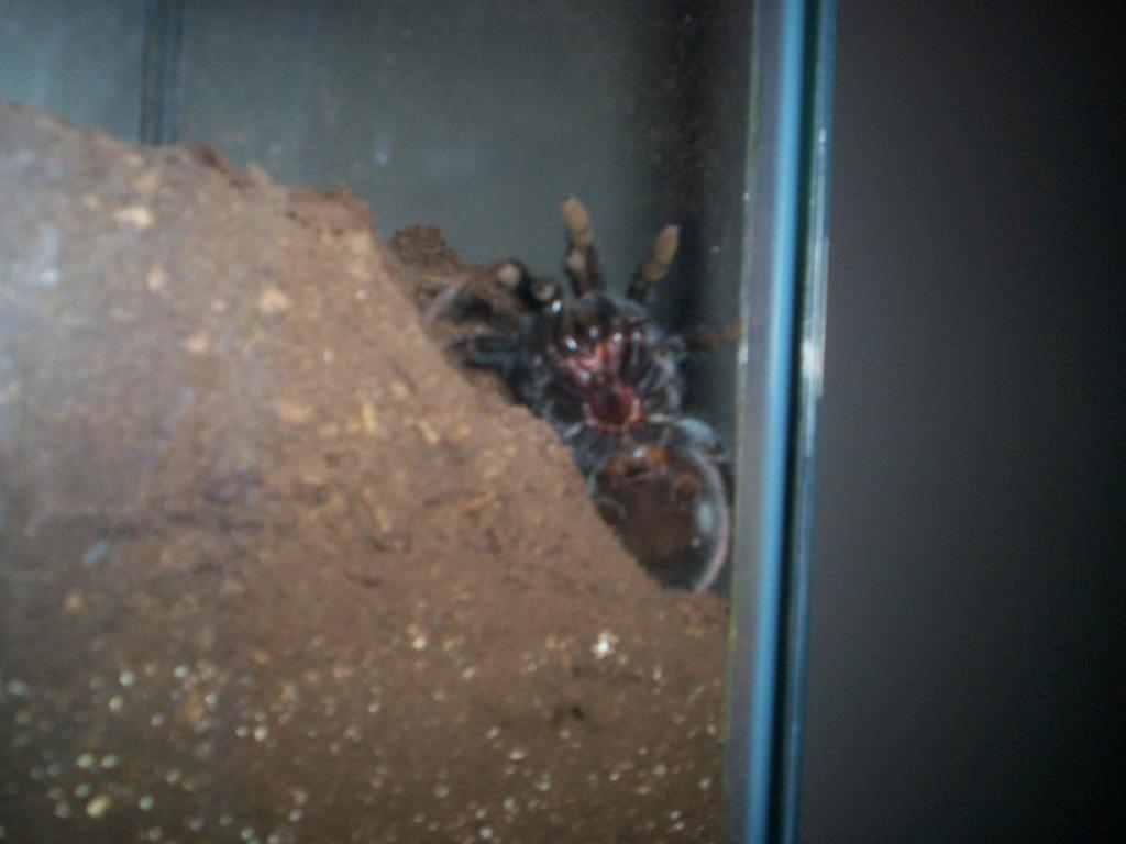 B. Vagans