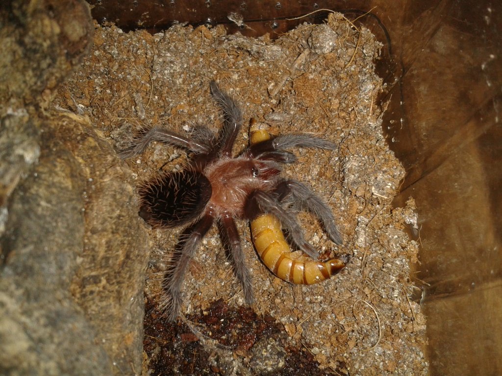 B. verdezi sling