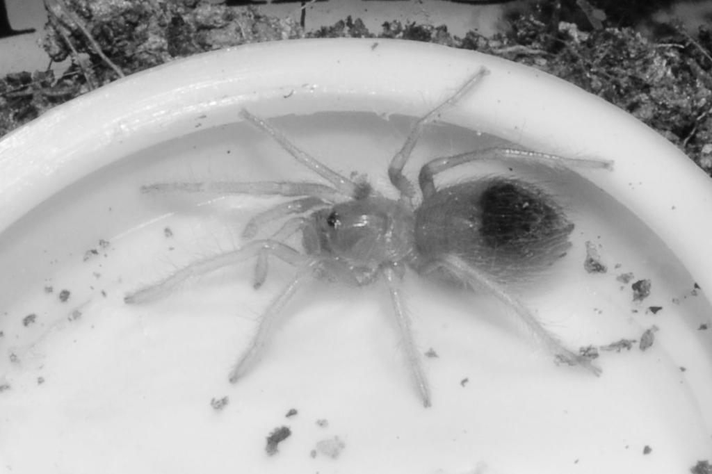 B/w Of My B.smithi :) Spaz