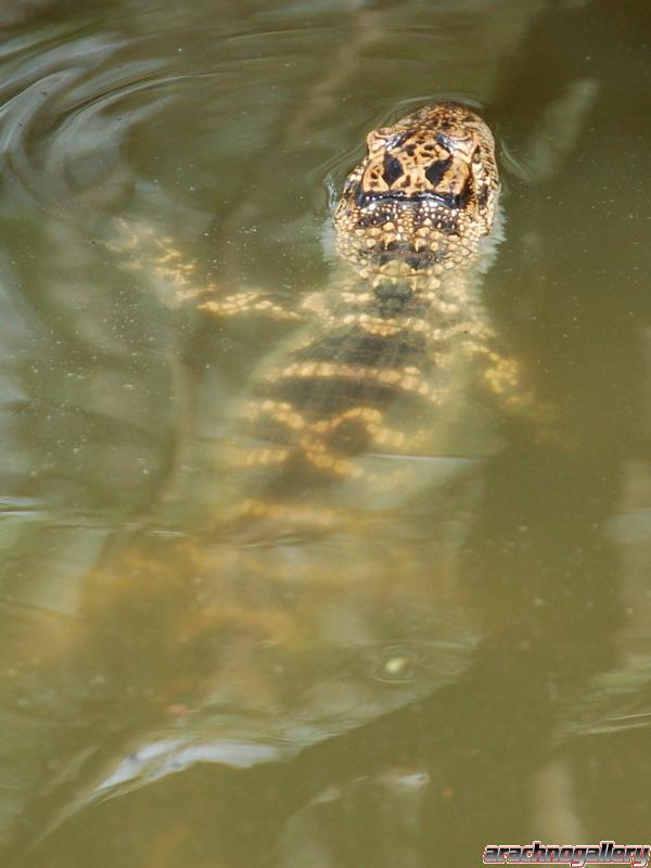 Baby Alligator