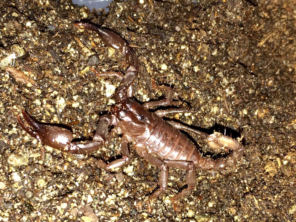 Baby Asian forest scorpion