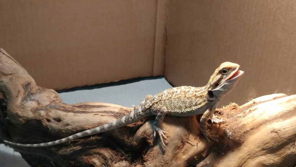 Baby Beardie