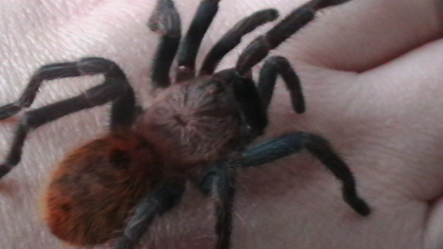 Baby blue C cyaneopubescens GBB