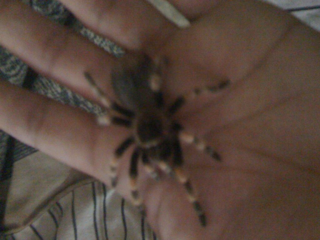 Baby Brachypelma smithi