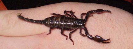 baby emperor scorpion