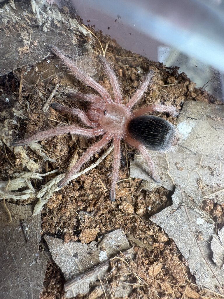 Baby Grammostola Rosea