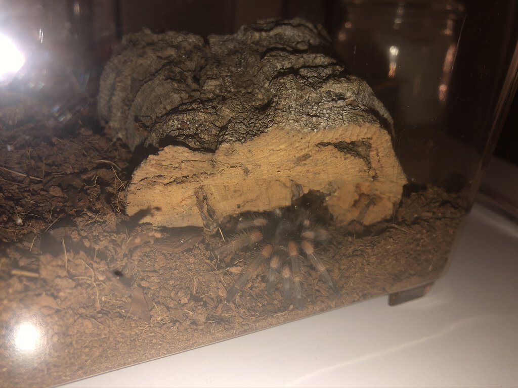 Baby Pablo - Brachypelma smithi