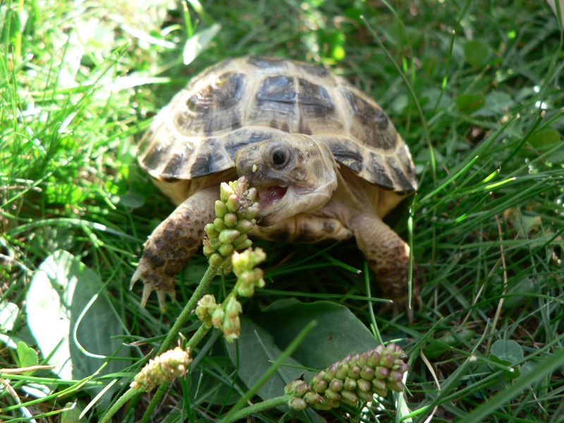 Baby Russian tortoise