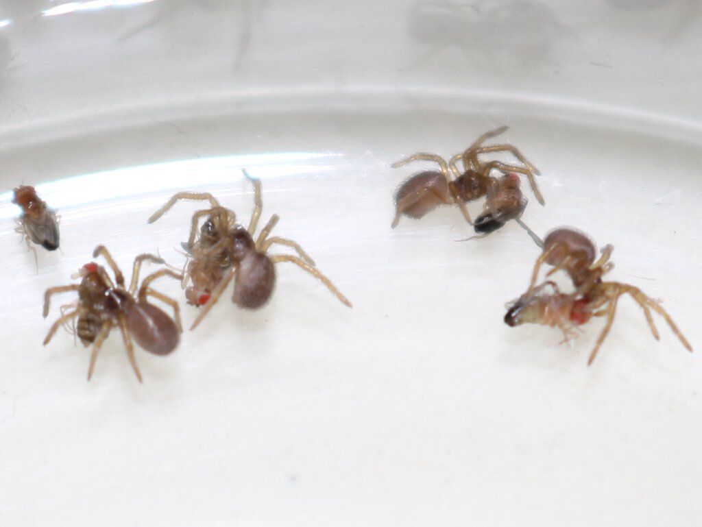 Baby Spiders Feeding on Fruit Flies