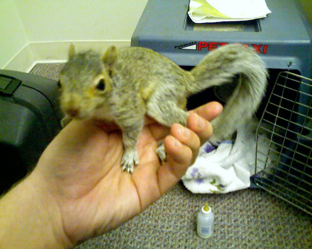 Baby Squirrel