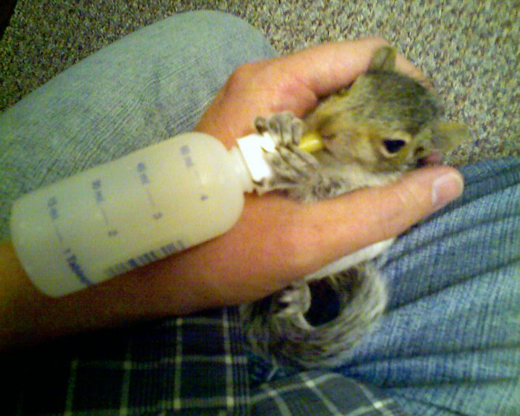 Baby Squirrel