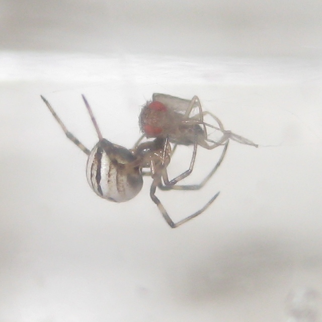 Baby Western Black Widow Spider