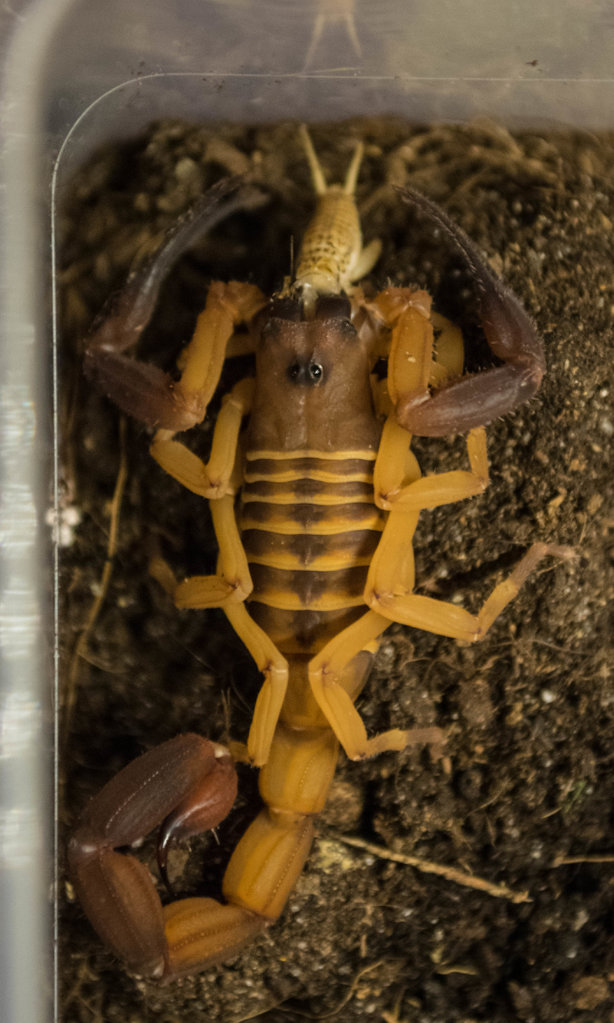 Babycurus Gigas Feeding