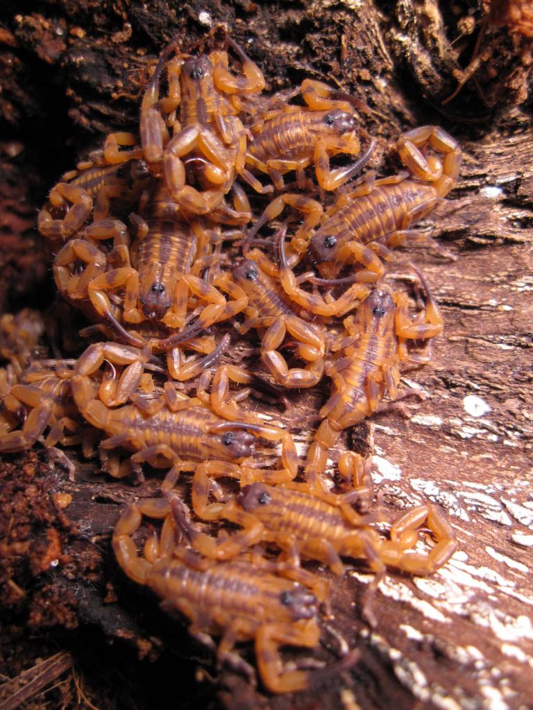 Babycurus Jacksoni Brood 21 days old