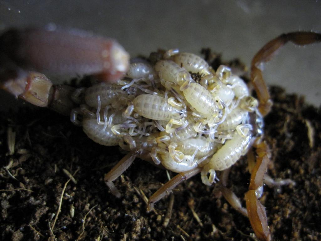 Babycurus Jacksoni Female W/brood #3