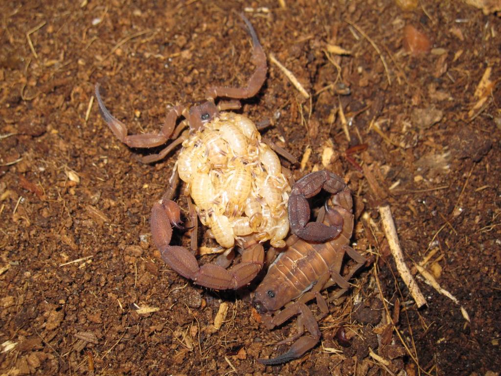 Babycurus Jacksoni Female With Brood