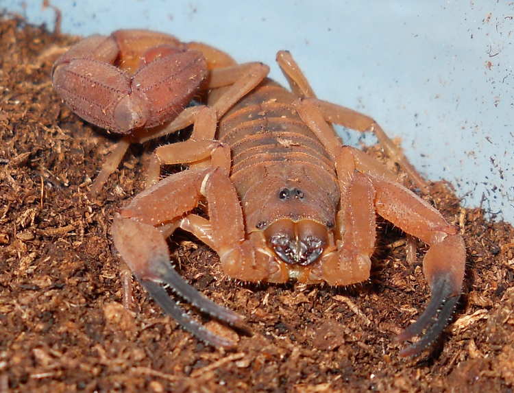 Babycurus Jacksoni Female