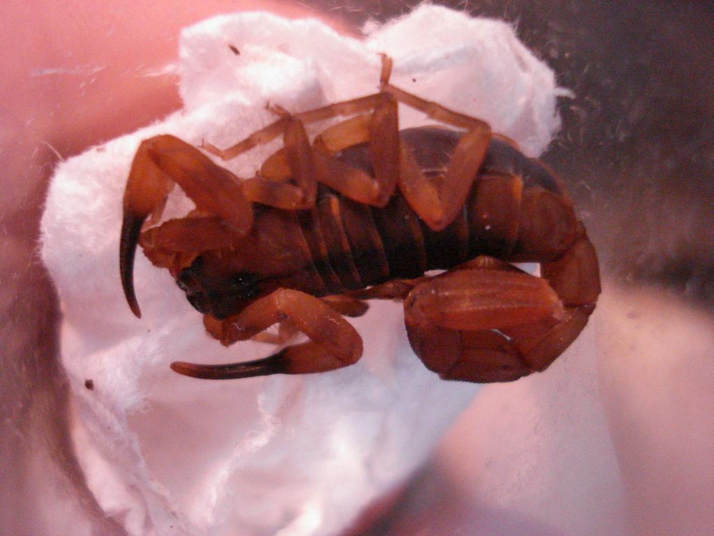 Babycurus jacksoni female