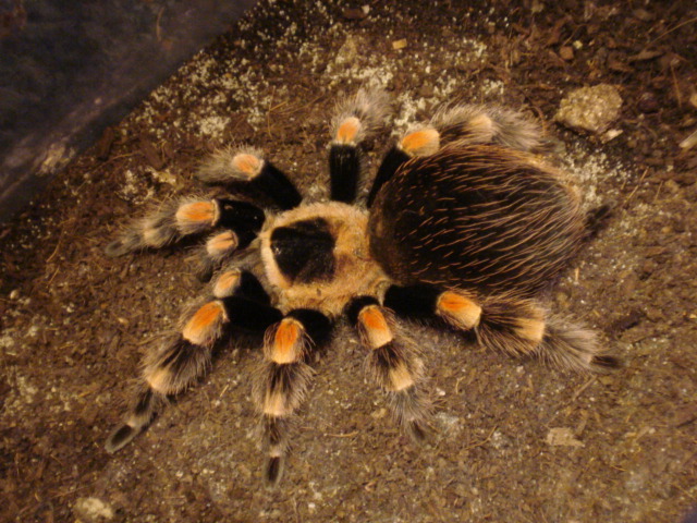 Bachypelma smithi 4"F