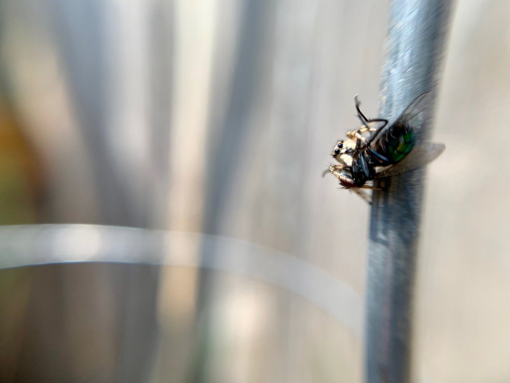 Back yard Jumping spider