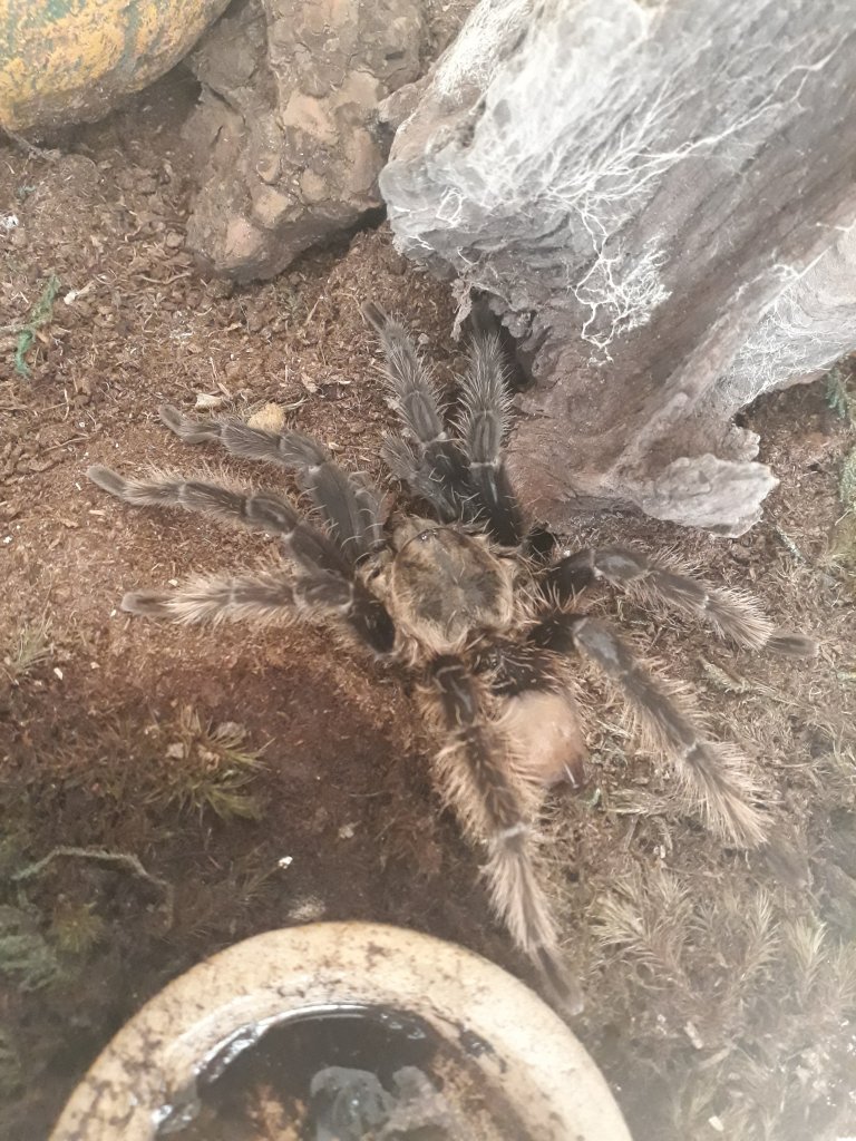 Bald Brachypelma albopilosum