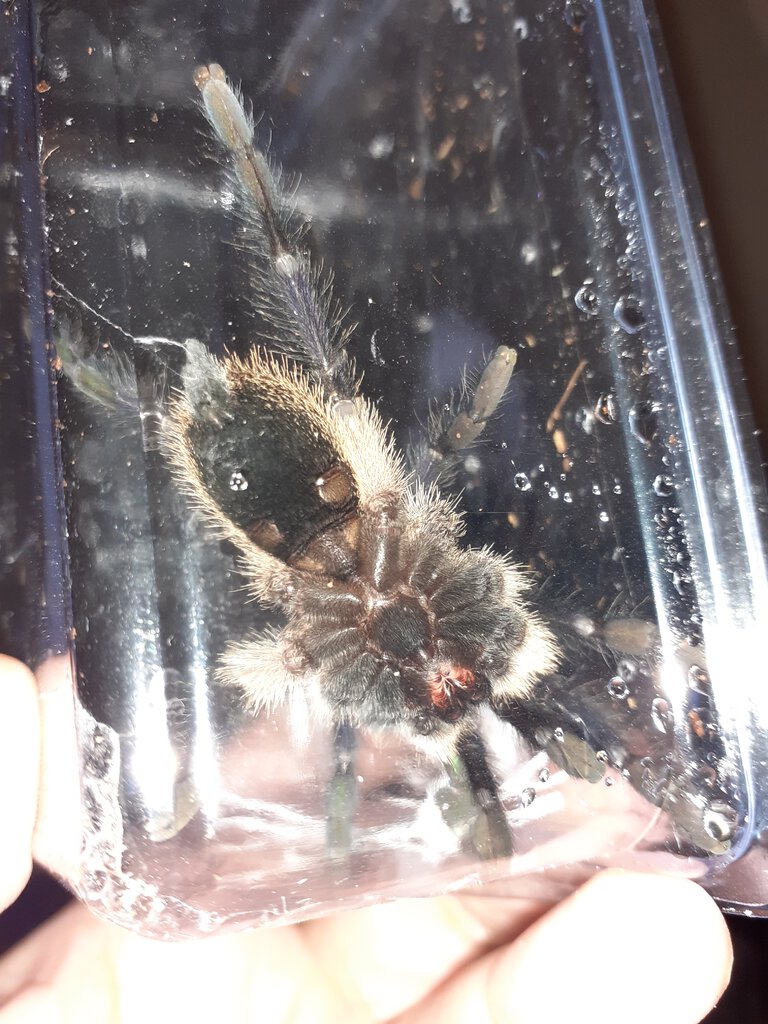 Balfouri m or f?