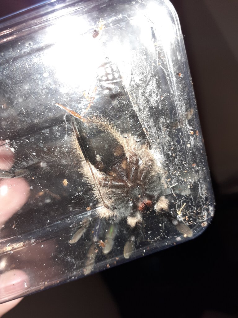 Balfouri m or f?