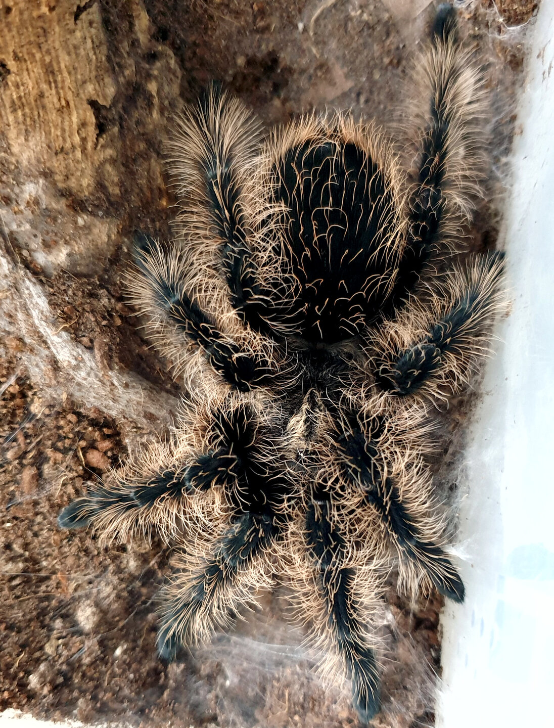 ball-of-fluff-arachnoboards