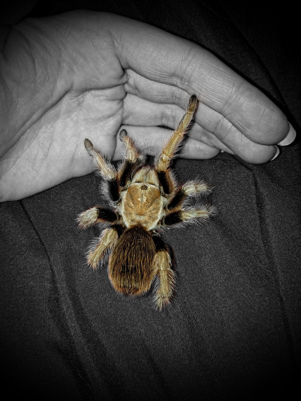 Bambi, my Aphonopelma chalcodes