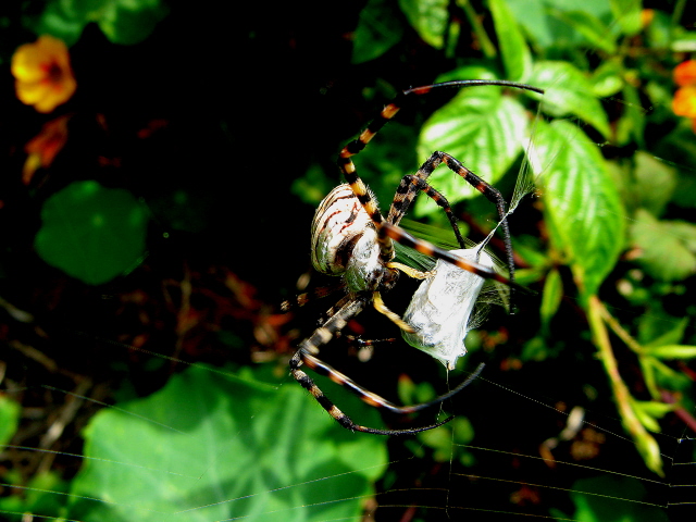 Banded Garden Spider, Argiope trifasciata (Madeira)