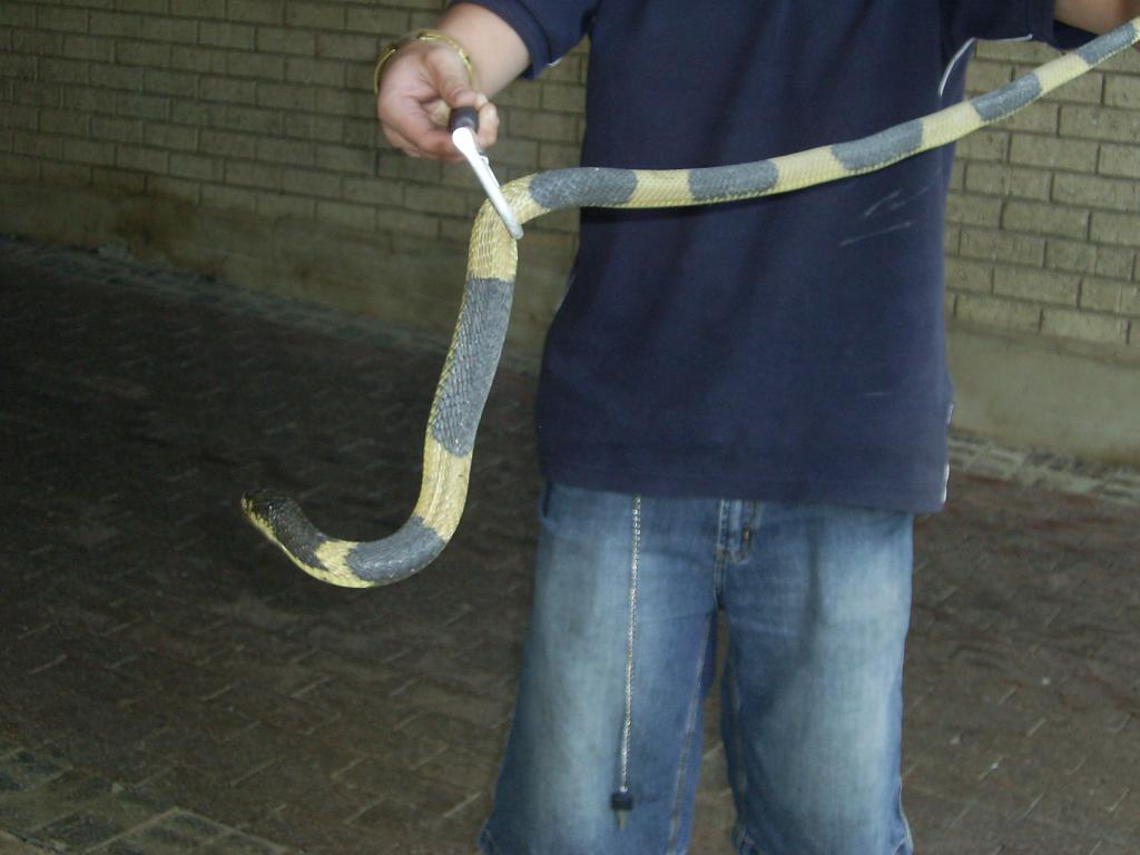 Banded snouted cobra