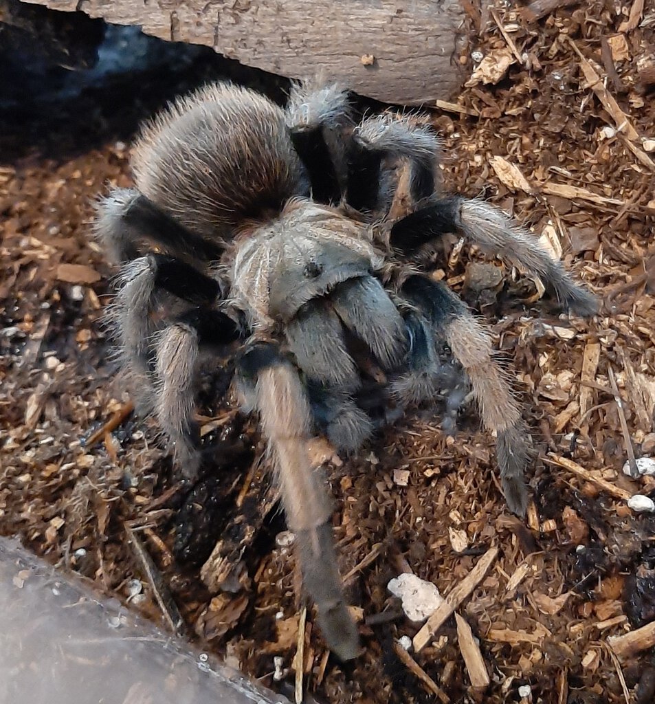 Barbie (Aphonopelma Chalcodes) | Arachnoboards