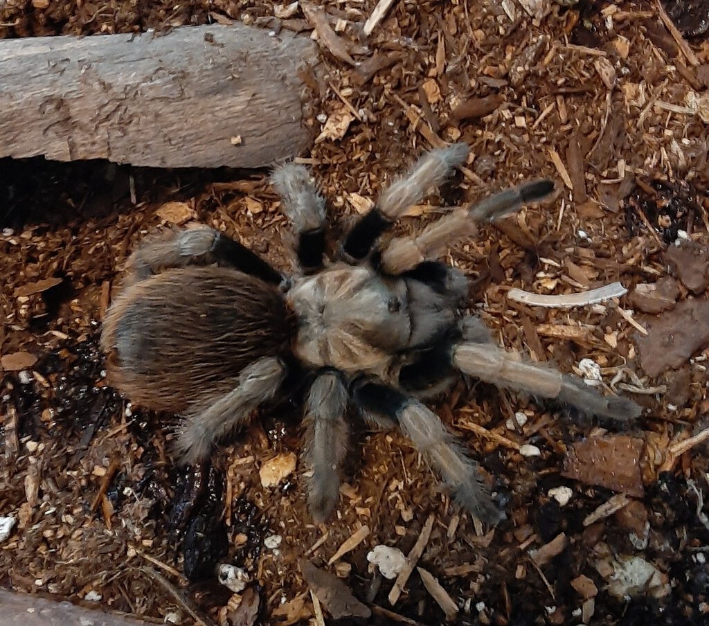 Barbie (Aphonopelma chalcodes)