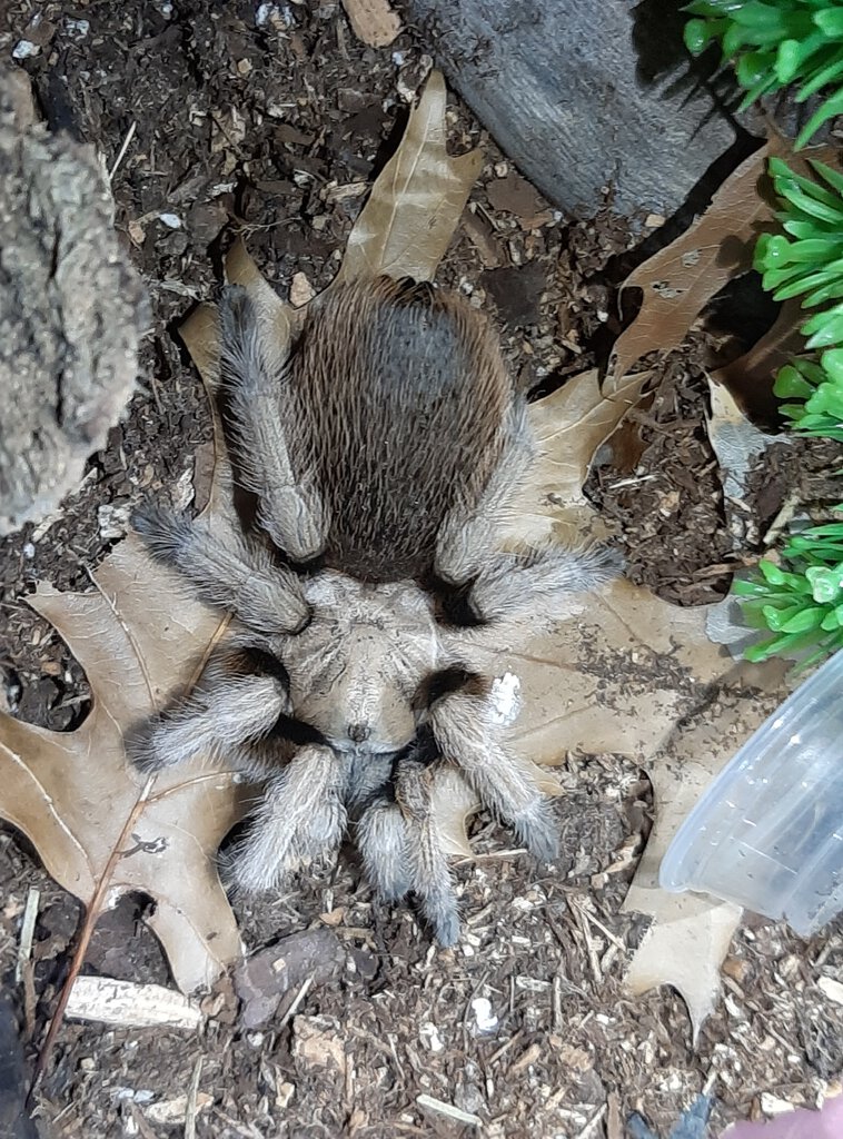 Barbie before the molt