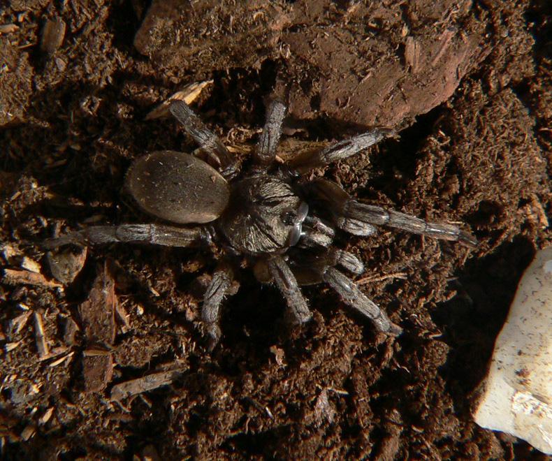 Barychelidae - Grey Tunneling Spider
