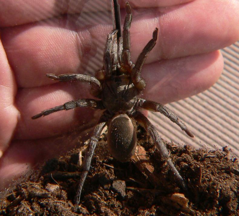 Barychelidae - Grey Tunneling Spider