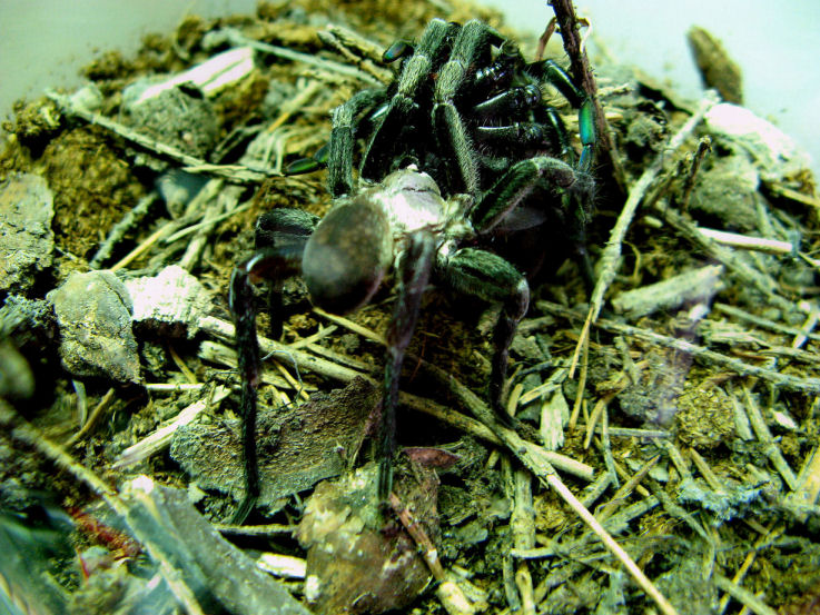 Barychelidae sp. (Brushed Trapdoor Spider, mating)