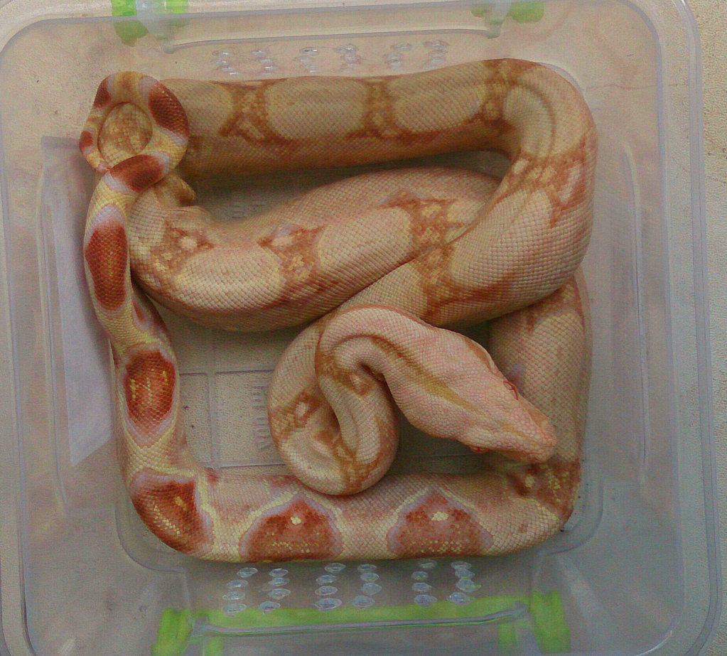 BCI Sharp Albino