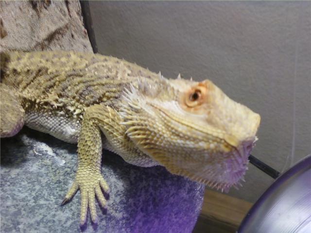 Bearded Dragons