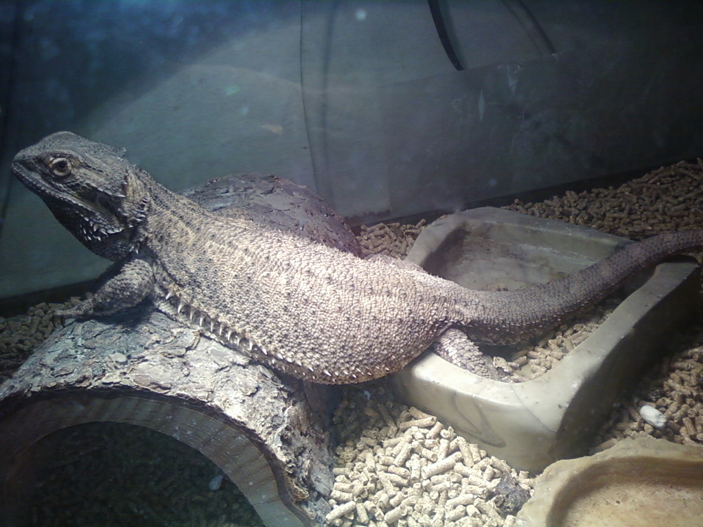 Bearded Dragons