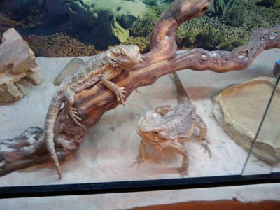 bearded dragons