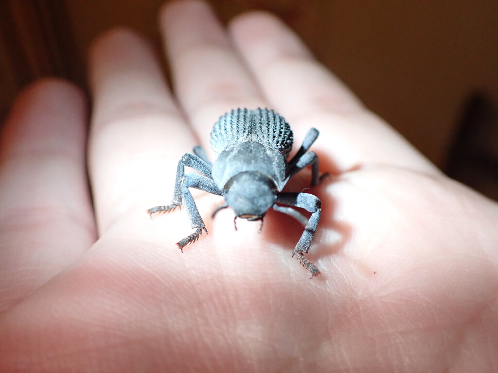 Beautiful blue boy