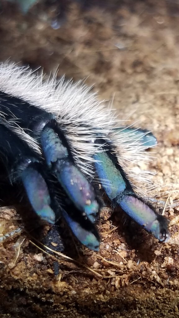 Beautiful curly hair feets