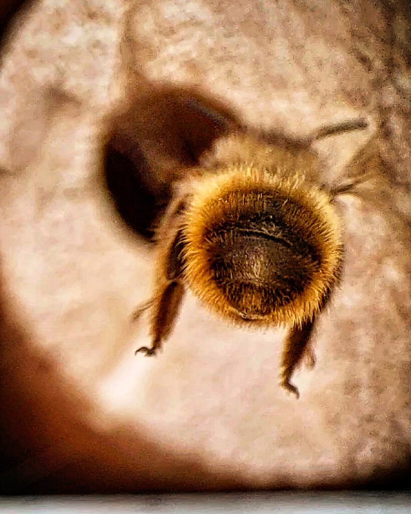 Bee bum