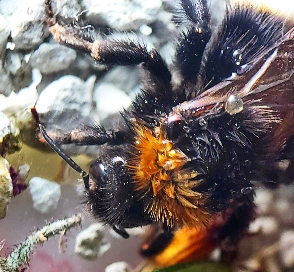 Bee recovering from frost