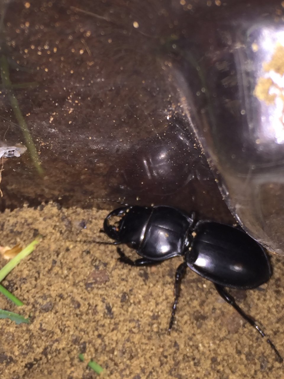 Beetle identification photo#2