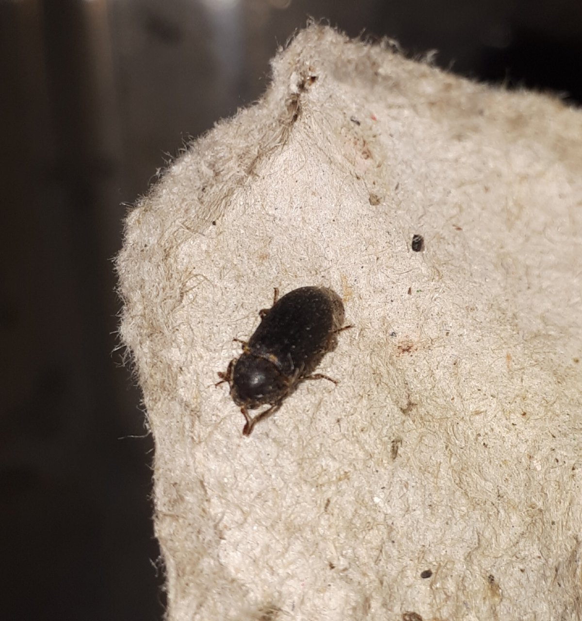 Beetle identification