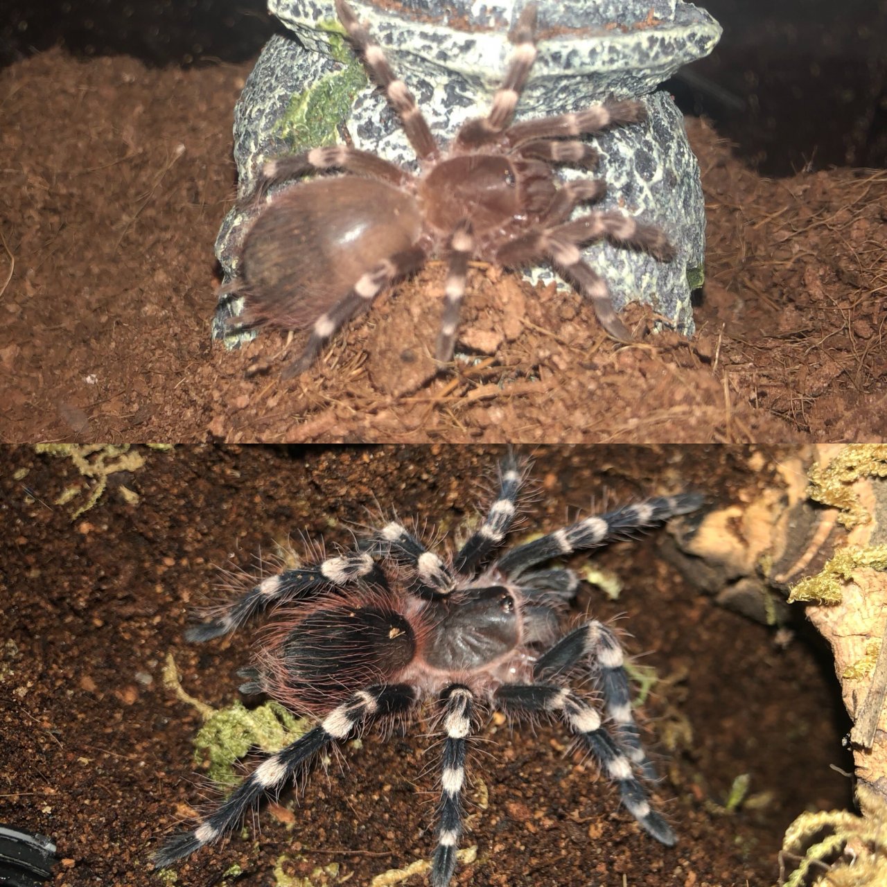 Before and after molt/rehouse - huge difference